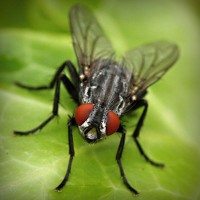 /album/narodnaya-meditsina/photolia-a01-jpg/