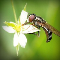 /album/narodnaya-meditsina/photolia-a02-jpg/