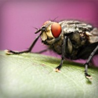 /album/narodnaya-meditsina/photolia-a08-jpg/